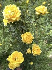 Harrison’s Yellow Rose Pioneer Var. Heritage Resilient Bare root Very Hardy 