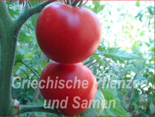 🔥 🍅  Siberian Tomate 10 frische Tomaten russische frühe Tomaten kältetolerant - Bild 1 von 1