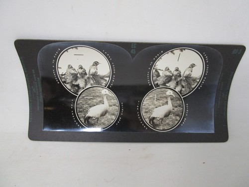 Keystone Eye Comfort and Depth Perception Series Stereoview Card Lot - Picture 8 of 13