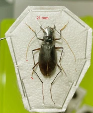 Carabidae CICINDELA species ****RAR , 21 mm***BRAZIL,Minas Gerais