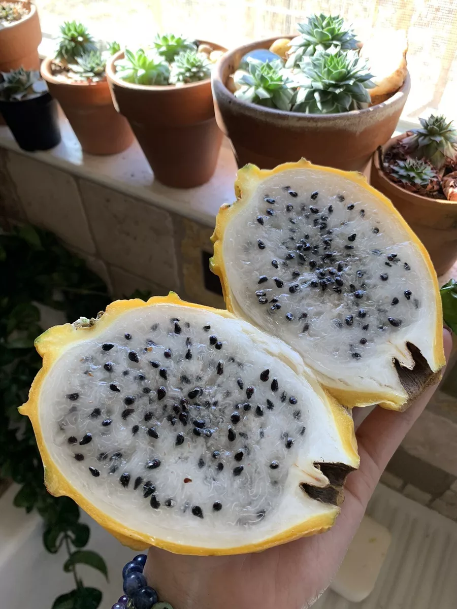 11 of The Best Dragon Fruit (Pitaya) Cultivars