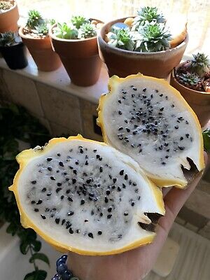 Dragon Fruit - Hylocereus triangularis – Smart Seeds Emporium