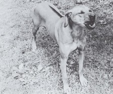  Rhodesian Ridgeback "Snarl" - CUSTOM MATTED - Dog Art "Photo Print" - 1964