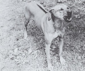 * Rhodesian Ridgeback "Snarl" - CUSTOM MATTED - Dog Art "Photo Print" - 1964