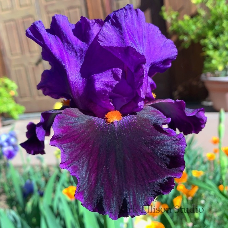 Tall Bearded Iris Rhizome "LOCAL COLOR"  Keith Keppel  1996  AWARDS!