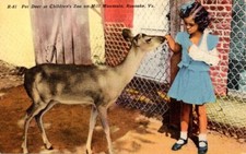Linen Card: Pet Deer at Children's Zoo - Mill Mountain - Roanoke Virginia - MINT