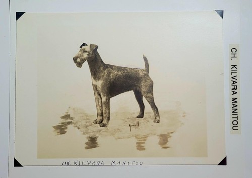 Photograph of Painting of Irish Terrier CH. Kilvara Manitou Watson J.Hoos