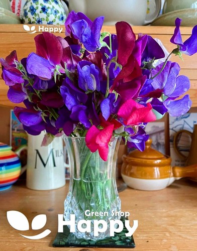 CLIMBING FLOWERS - Vines - Thunbergia Morning Glory Sweet Pea - Flower seeds - Picture 59 of 121