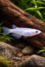 4 Pink Medaka Rice Fish