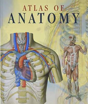 Atlas of Human Anatomy - Paperback By et. al. Dr. Giovanni Iazzetti - GOOD