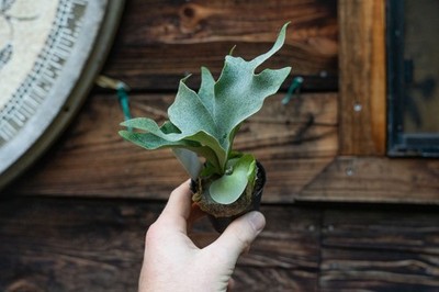 Platycerium 'Ginka' – Staghorn Fern | eBay