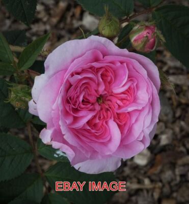 FOTO ROSEN BLÜHEN UND BRINGEN ENDE MAI MEHR FARBE IN DEN GARTEN.