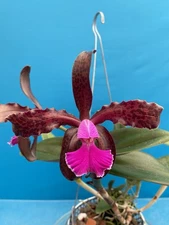 Cattleya Mareeba Tiger (tigrina X schilleriana) Orchid Eros Hybrid Seedling 2”pt