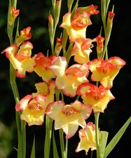 10x Gladiolus Nanus ?Las Vegas? Corms Dwarf Summer Flowering Sword Lily Bulbs