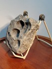 Fossil Footprint Theropod Grallator Jurassic Age — photo 6