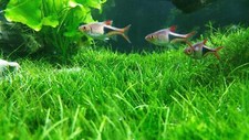 Aquarium Water Grass Seeds for Fish Tank 100 Seeds Decoration Creates Lush