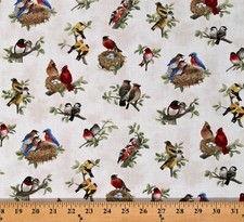 Cotton Beautiful Birds Bird Nesting Nests Cream Fabric Print by the Yard D375.66