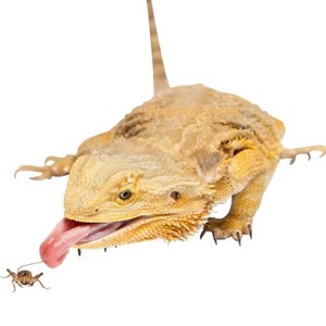 live feeders for reptiles