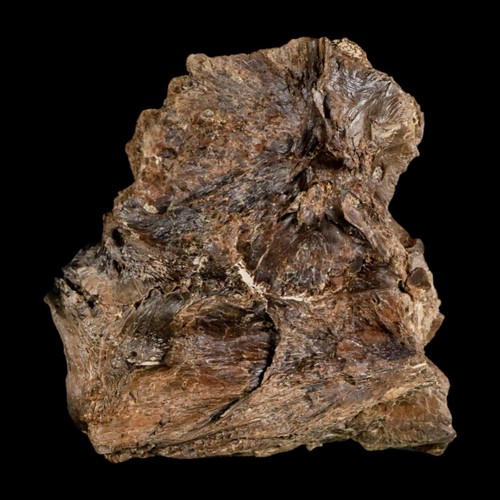 2,2 Zoll Ichthyodectes Fisch fossile Wirbelknochen späte Kreidezeit Niobrara Fm - Bild 4 von 10