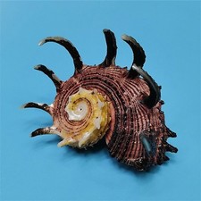 6-7cm Natural Rare Crown Conch Shell Specimen Aquarium Mediterranean Decor