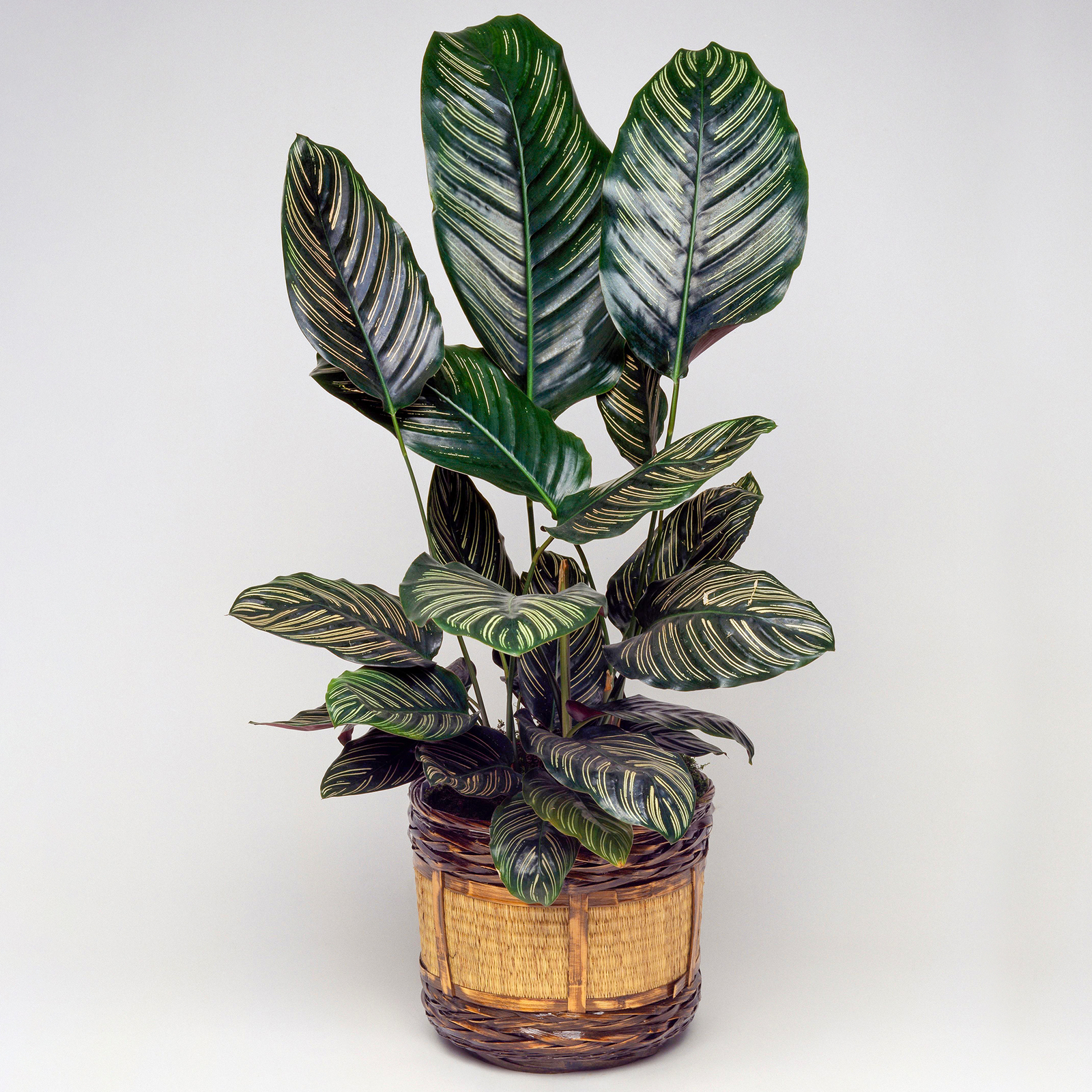 1 x Calathea Ornata | Tropical Potted Houseplant | 30-50cm (Incl. Pot)