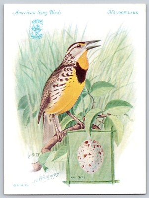 1927 Singer Sewing Machines American Song Bird Trade Card Meadowlark
