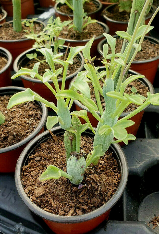 verigated pothos Pothos
