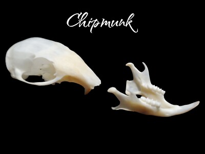 Real Chipmunk Skull Beetle Cleaned Taxidermy Art | eBay