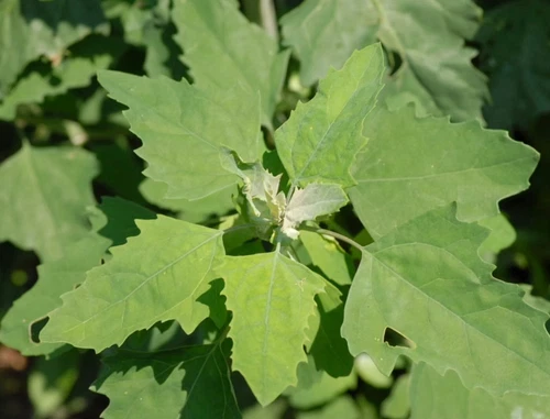 Chenopodium album, Organic Lamb's Quarters, Goosefoot - 100 to 1000
