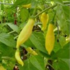 25  seeds Peru Yellow hot pepper garden planting spicy food