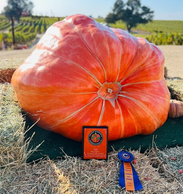 #ad Dill#x27;s Atlantic Giant Pumpkin Seeds 2 . Howard Dill Winner 2024 Huge Orange $25.99