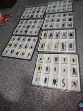 National Geographic Bugs in Resin Complete Collection