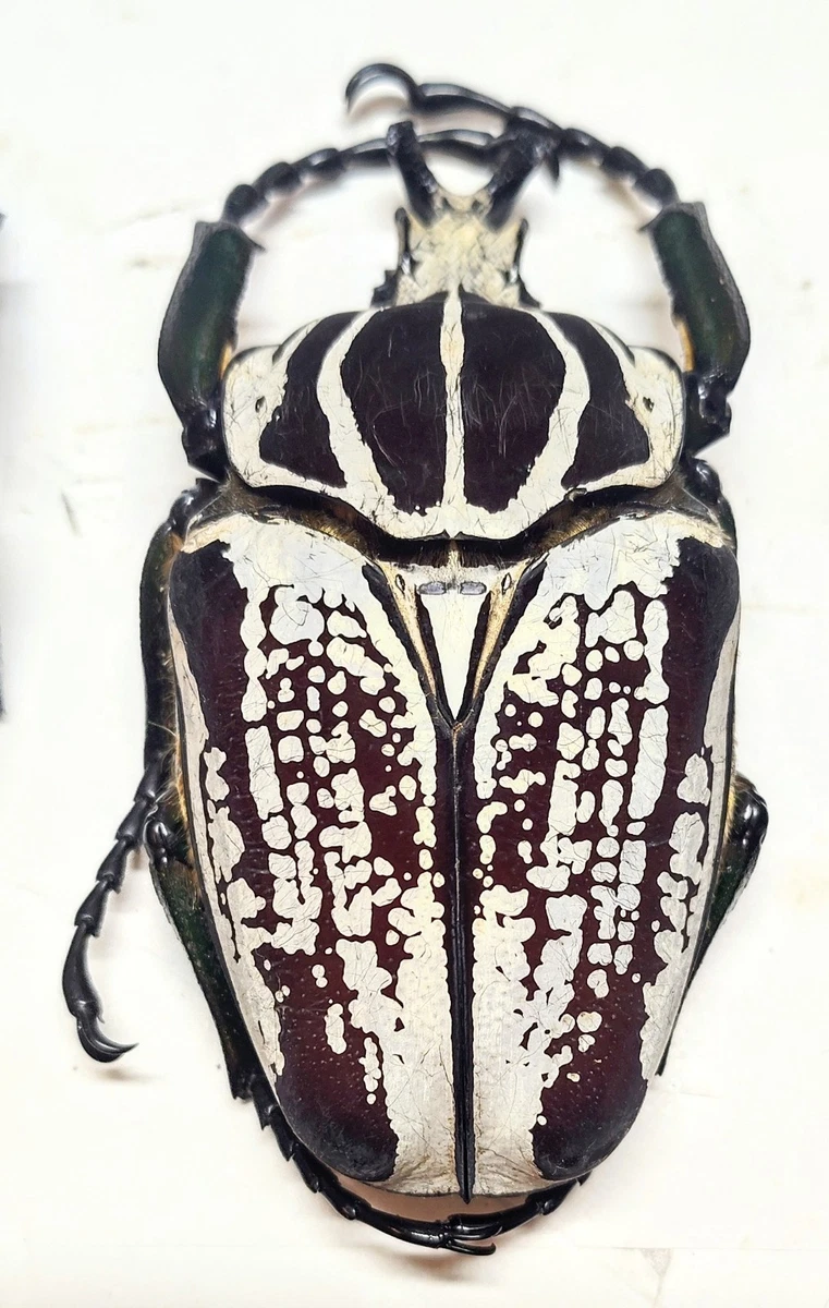 Goliathus Beetle for sale | eBay