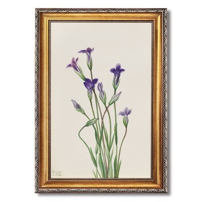 Purple Gentiana Flowers Botanical Wall Art Canvas Oil Paintings Reproduction