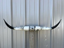 MOUNTED STEER HORNS 34 inch wide LONGHORN POLISHED MOUNT BULL COW
