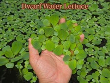 Dwarf Water Lettuce - Live Aquatic Pond Fish Tank Shrimp Tank Floating Plant
