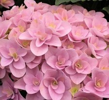 Hydrangea m. Florentina 1.4 ltr Pot, Free Delivery