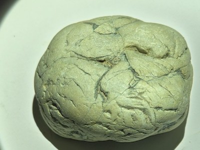 Prehistoric Fossilized Egg