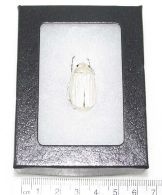 Lepidiota stigma white scarab beetle Thailand FRAMED