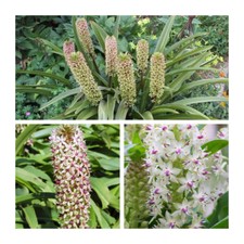Eucomis Bicolour x 3 Flower Bulbs. Pineapple Lilies. Pretty Purple Edged Spikes.