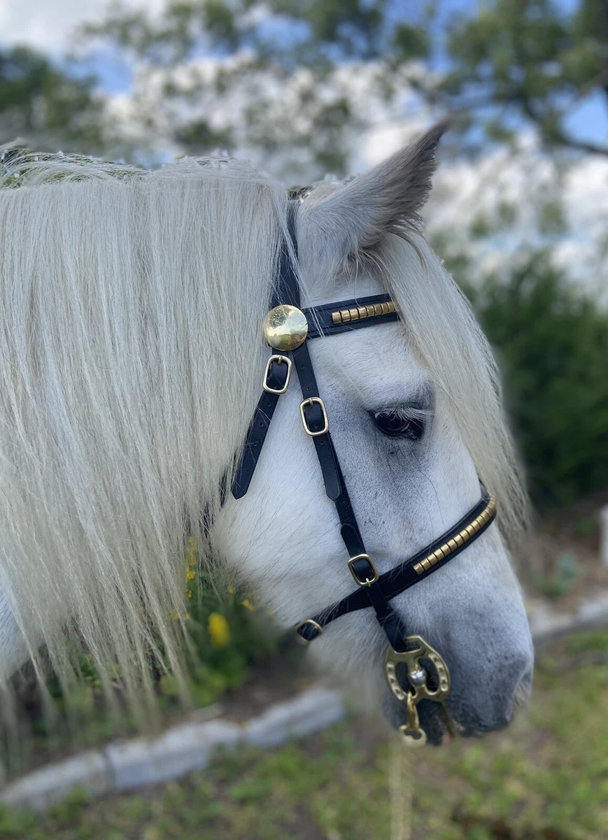EQUIKITS Washable Web Bridle With Flash - Shetland, Small Pony, Pony, Cob Sizes - Full Spectrum Colours