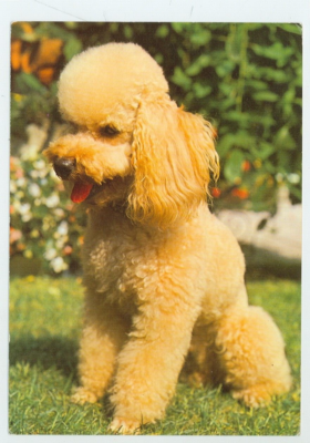 Apricot Dog Color Toy Poodle Dog Breed Health And Care PetMD