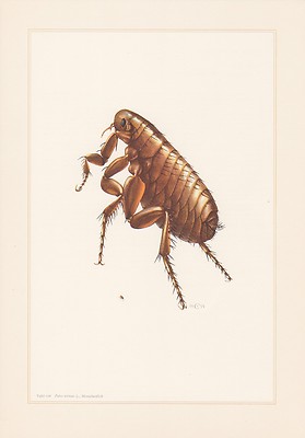 Human flea Pulex irritans color print from 1959 fleas flea
