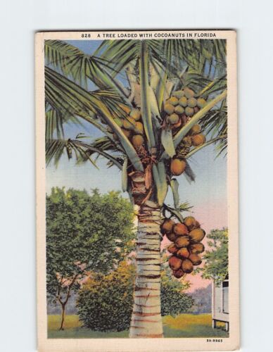 Postkarte Ein Baum voller Kokosnüsse in Florida USA - Bild 1 von 2