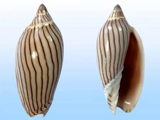 Volutidae, Amoria ellioti, Port Hedland, W. Australia, 71.1mm, GREAT QUALITY