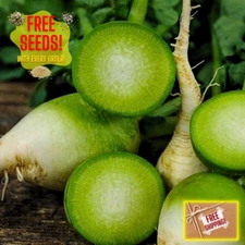 Fresh Premium Wasabi Radish Seeds | Heirloom Non-GMO | Asian Vegetable Seeds
