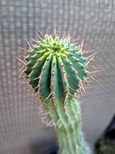 Euphorbia Fruticosa Plant 16H Succulent Cactus