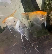 3 Freshwater ANGEL FISH ADULT SIZE REALLY NICE ASSORTMENT OF COLOR FOR YOUR TANK