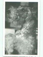rppc 1941 Close-Up CUTE FLUFFY DOG : make an offer AC8256