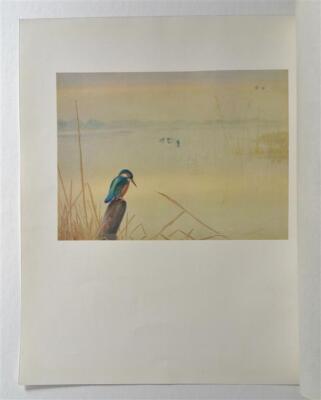 RICKMAN Kingfisher (1935 Lithograph, 'Bird-Painter's Sketch Book)